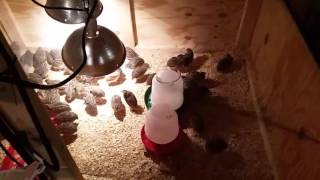 How to Build a Chicken or Quail Brooder [upl. by Donald]