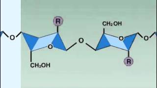 lysozyme enzyme [upl. by Alfonso]