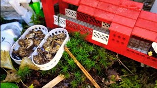 Tetramorium Bicarinatum eating 12hr stream [upl. by Appleby]