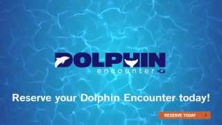 Meet a Dolphin at Georgia Aquarium [upl. by Ymor]