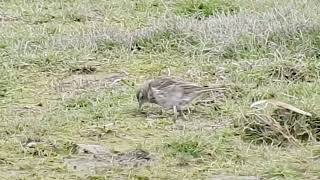 Water Pipit Crossens Outer Marsh 27323 [upl. by Nickerson]