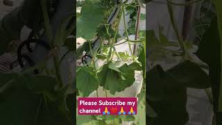 gardeningorganic terrace gardeningviral📸harvestingvegetable cuttingytshortspleasesubscribe🙏❤️ [upl. by Socram]