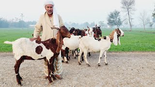 pure kamori praignint goats at bismillah Goat Farm shorts goatfarm goat [upl. by Ahserak179]