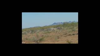 Shotgunning Coyotes hunting nature wildlife icotec ttsignaturesounds [upl. by Adnalram]