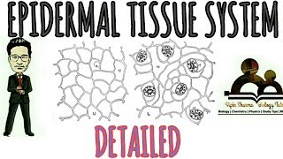 Epidermal tissue system in detail for NEET AIIMS JIPMER etc exams [upl. by Moskow]