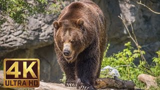 4K Ultra HD Video of Wild Animals  1 HR 4K Wildlife Scenery with Floating Music [upl. by Cathlene]