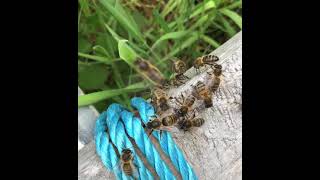 ApisProtect Hatched queen returns from mating [upl. by Ssej]