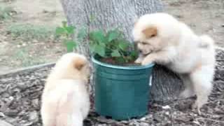 Cream chow chow puppies [upl. by Garceau]