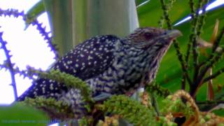 Asian Koel  A Female [upl. by Amoakuh]