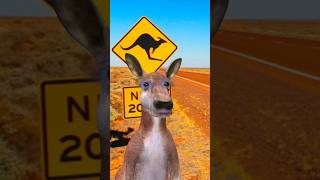 Too Soon toosoon australia kangaroo song australian ausie roo funny shorts [upl. by Romola809]