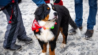 Bernese Mountain Dog Parade Breckenridge Colorado 2022 [upl. by Acacia]