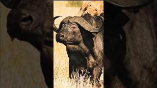 quotBrave Buffalo Defies Lions to Rescue Her Friends  Epic Wildlife Rescuequot [upl. by Nitz650]