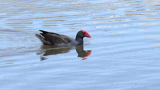 Swamphen sound [upl. by Orit]