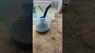 How to add Pool Algaecide the correct way shorts poolmaintenance [upl. by Odo]