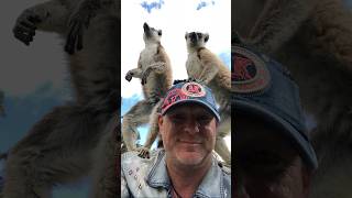 MADAGASCAR  AFRICA VISITING THE VERY SPECIAL RING TAILED LEMURS IN MADAGASCAR shorts madagascar [upl. by Frodine]