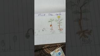 Seed grows to a plant drawing for kids Seed germination process diagram for 1st evs 1ststd cbse [upl. by Normy]