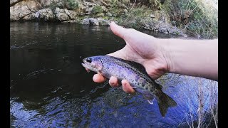 Exploring New TROUT Waters  Cotter River [upl. by Delaryd]