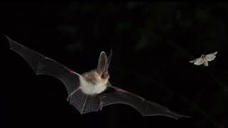 Brown Long Eared Bat Call [upl. by Lesser]