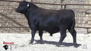 Redland Angus Lot 43 [upl. by Stannwood]