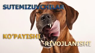 SUTEMIZUVCHILARNING KOPAYISHI VA RIVOJLANISHI  СУТЭМИЗУВЧИЛАРНИНГ КЎПАЙИШИ ВА РИВОЖЛАНИШИ [upl. by Hudgens518]