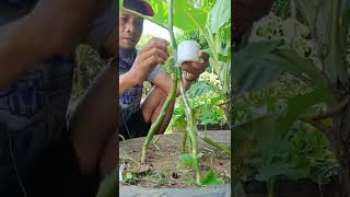 AMAZING GRAFTING TECHNIQUES EGGPLANT [upl. by Towny]