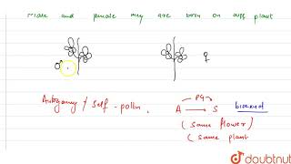 Dioecious condition prevent autogamy and geitonogamy [upl. by Aicel120]