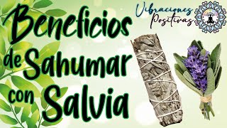 Salvia🍃 Sahumar con salvia🍃 Beneficios de sahumar con Salvia🍃 Elimina malas energías de tu hogar 🍃 [upl. by Liggitt485]