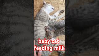 Cat feeding milk her baby [upl. by Atte]