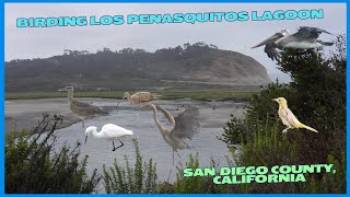 Birding Los Penasquitos Lagoon in San Diego County California [upl. by Nilkcaj]