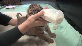 Tiger Cubs Meal Time [upl. by Palermo]