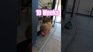 Toy Poodle Playing on Balcony  10 weeks 😍❌❌❌ [upl. by Claiborn98]