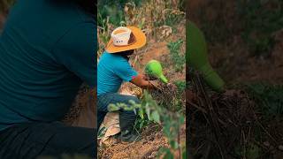 Temporada de potos y ya los estamos cosechando agriculture gentedecampo campo [upl. by Maitund749]