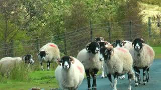 ENGLAND Yorkshire Dales James Herriot country [upl. by Madid445]