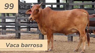 Vaca barrosa 99  Vendas 20242 [upl. by Aihsit]