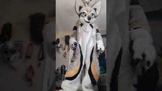 zacharygraywolf myfurrysuit myfurrysuitmasoct [upl. by Clerk319]