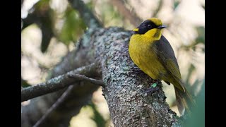 Flight of the Helmeted Honeyeater [upl. by Geesey]