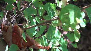 Symphoricarpos albus Caprifoliaceae snowberry [upl. by Sanalda]