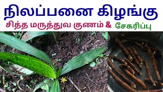 நிலப்பனை கிழங்கு சித்த மருத்துவ குணம்  Curculigo orchioides  Nilappanai kizhangu [upl. by Tisha]