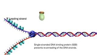 The Proteins Involved in DNA Replication Life Sciences Outreach Harvard University [upl. by Eyssej]