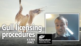 An update on gull licensing procedures  BPCA Digital Forum Jan 2021 [upl. by Asiuol135]