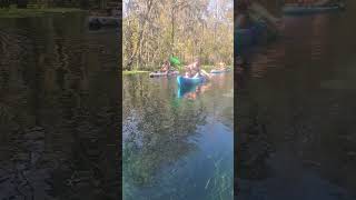 Silver Springs Florida Manatee quotwhats up duudequot [upl. by Haeli976]