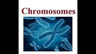 Chromosomes Structure  2024 [upl. by Aitret482]