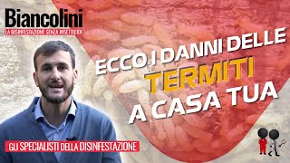 🔴​👉​ Ecco come le termiti possono ridurre la tua casa [upl. by Esined862]