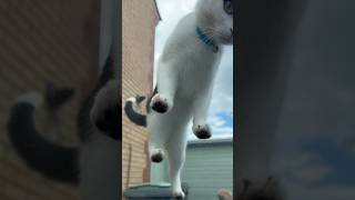 Missus mags loves scratching dads car cat kitten funny shorts subscribe [upl. by Erodeht]