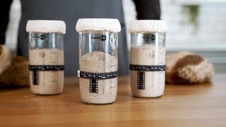 KneadAce® Sourdough Starter Guide [upl. by Euqinaj437]