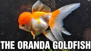 The Oranda Goldfish  Species Spotlight [upl. by Leland]