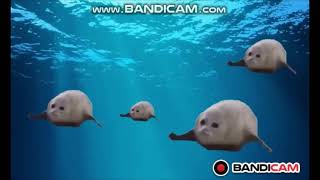 Try not to laugh Bouncing seals [upl. by Iramaj]