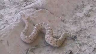 Sidewinder Rattlesnake in the Wild [upl. by Lemor]