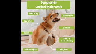 Allergietest hond voedselintolerantie [upl. by Boudreaux]