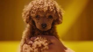 All you need for all they need  Petbarn Puppy amp Kitten Commercial [upl. by Harmon]